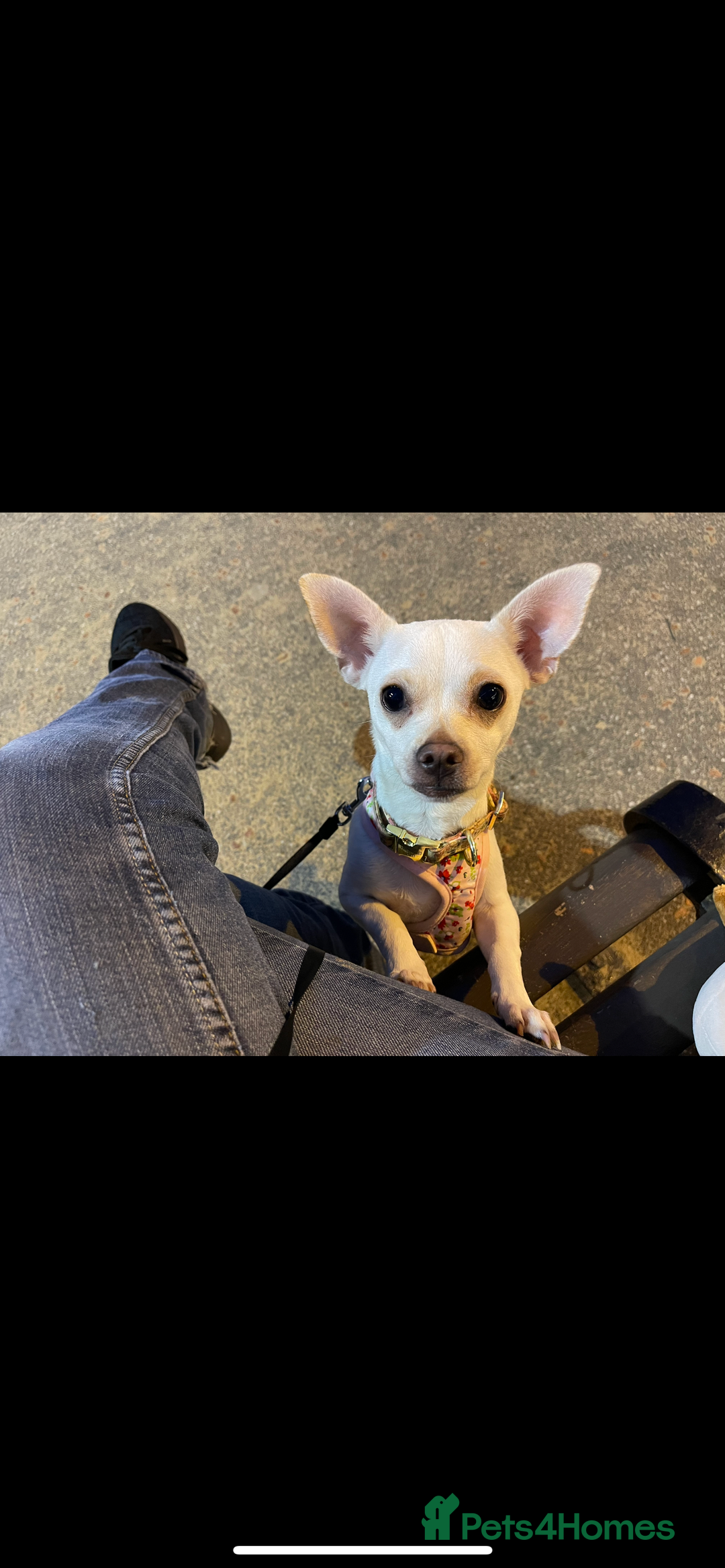Chihuahua dogs for sale: Female chihuahua in Hull - Image 1