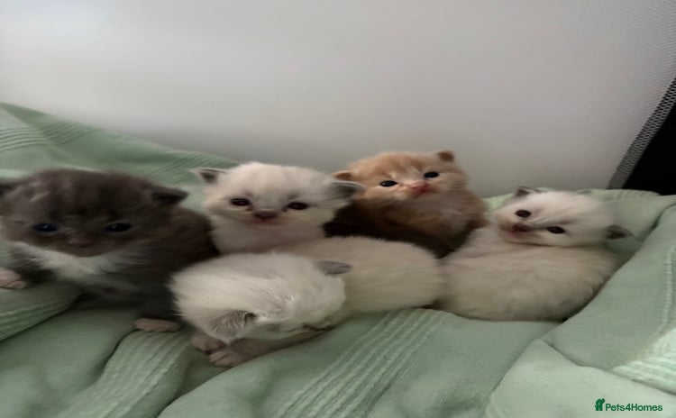 Ragdoll cats Beautiful Ragdoll Kittens  - Advert 4