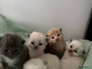 Ragdoll cats Beautiful Ragdoll Kittens - Advert 4