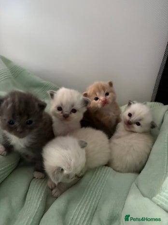 Ragdoll cats Beautiful Ragdoll Kittens - Advert 4