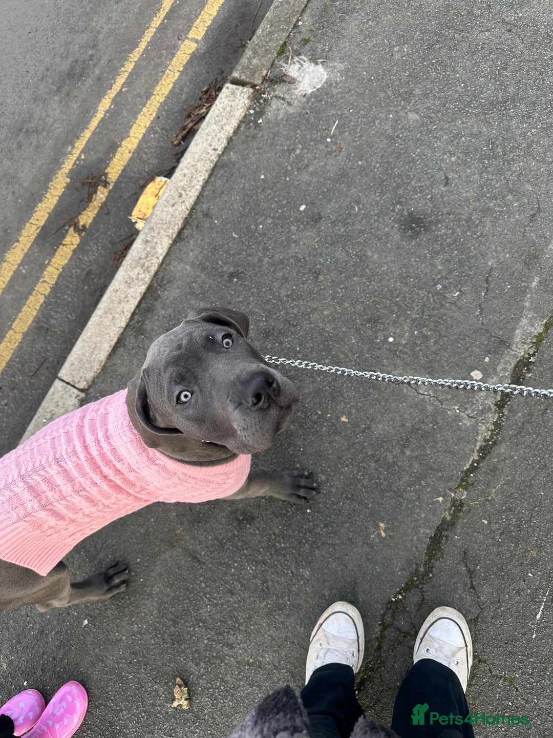 Mixed Breed dogs for sale: Cane corso/great Dane🐾 13weeks old - Advert 13