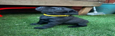 Mr Yellow