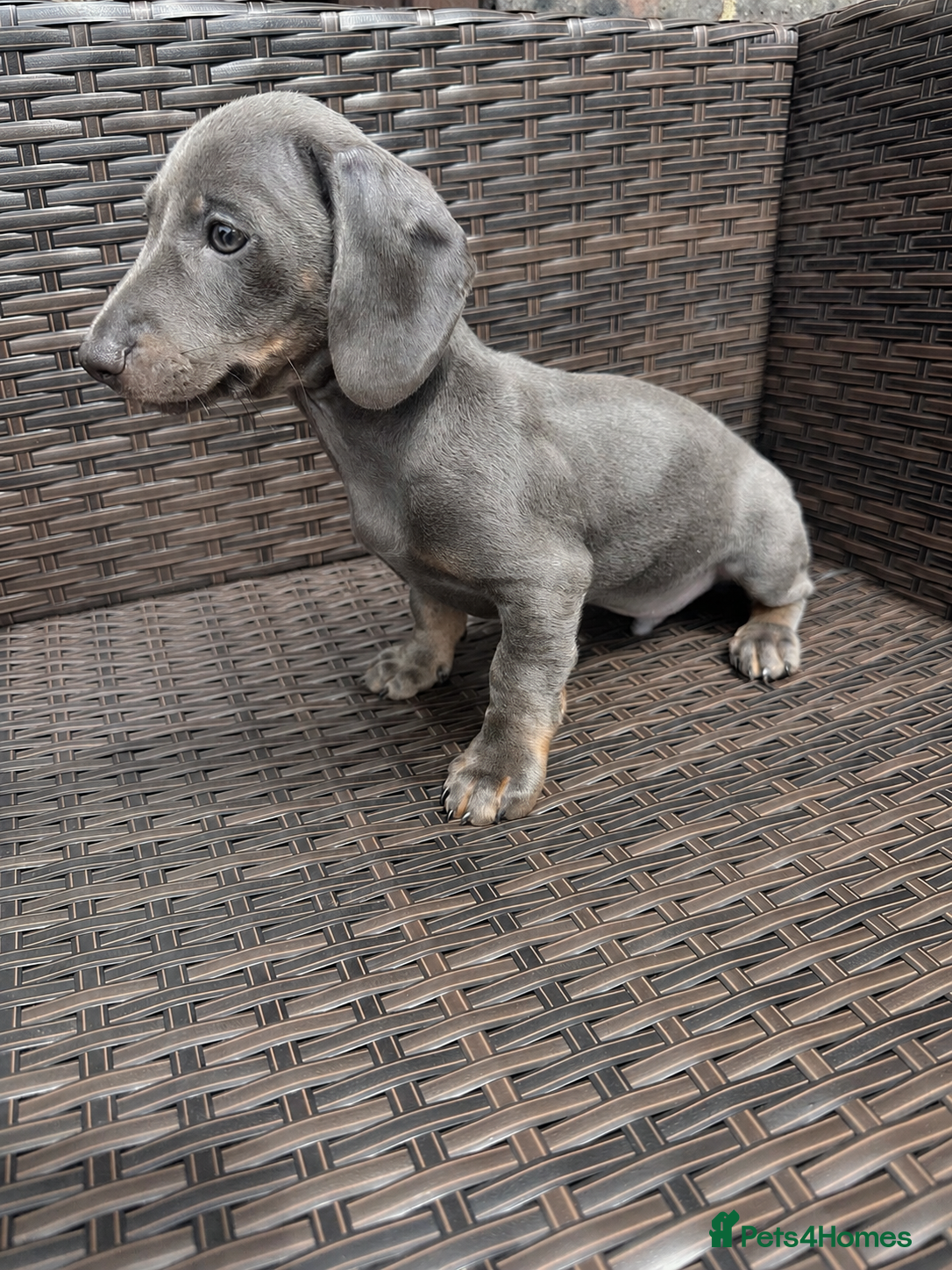 Miniature Dachshund dogs Miniature Dachshund  - Advert 5