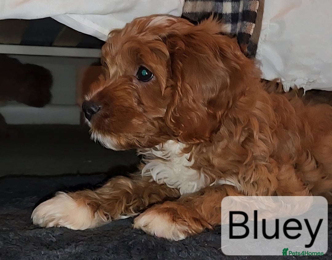Cavapoo dogs for sale: Miniature Cavapoo Puppies – Home Reared !!! - Advert 1