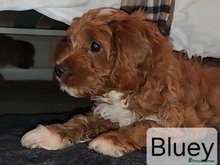 Cavapoo dogs Miniature Cavapoo Puppies – Home Reared !!! - Advert 1