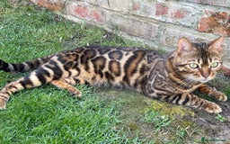 Bengal cats for stud: Bengal with Champion cert GCCF reg for stud duty - Image 8