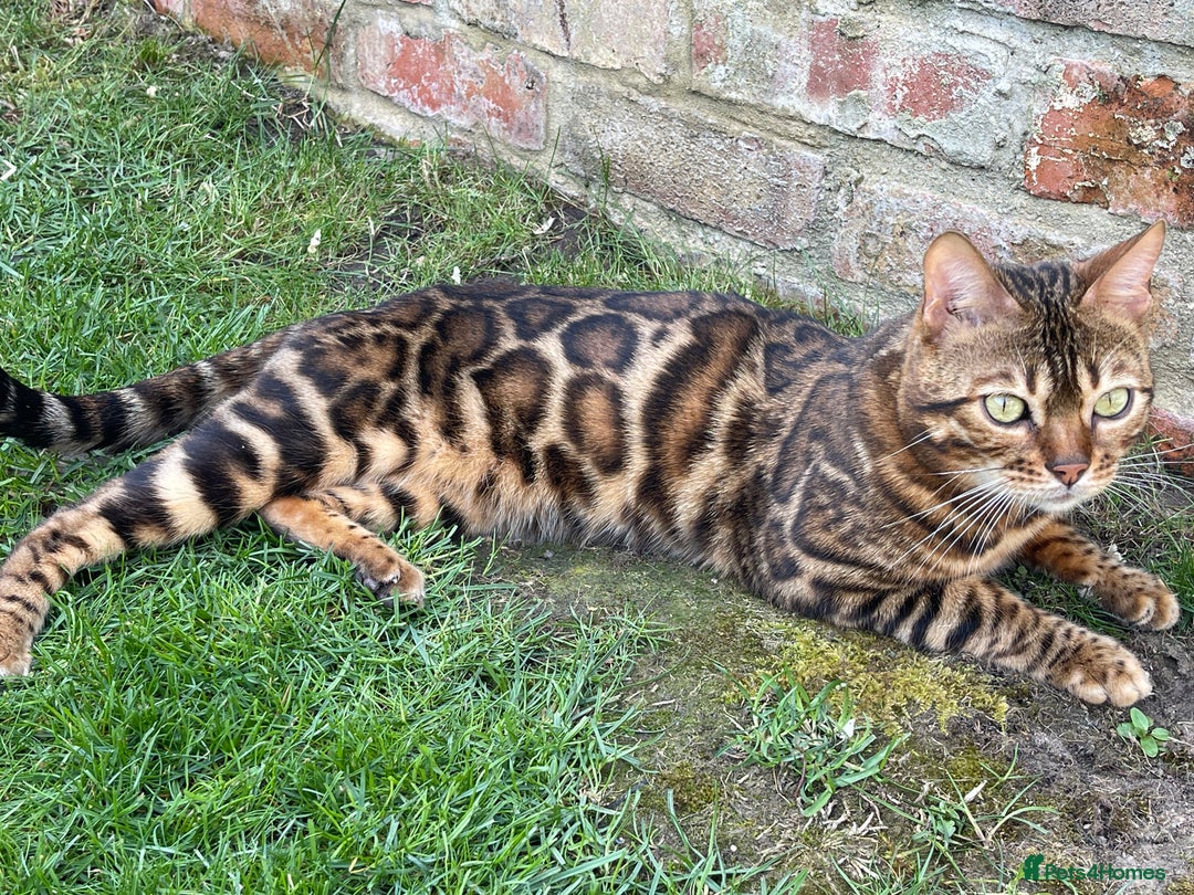 Bengal cats for stud: Bengal with Champion cert GCCF reg for stud duty - Image 8
