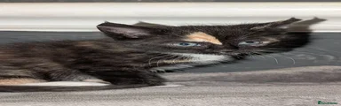 Domestic Shorthair 1