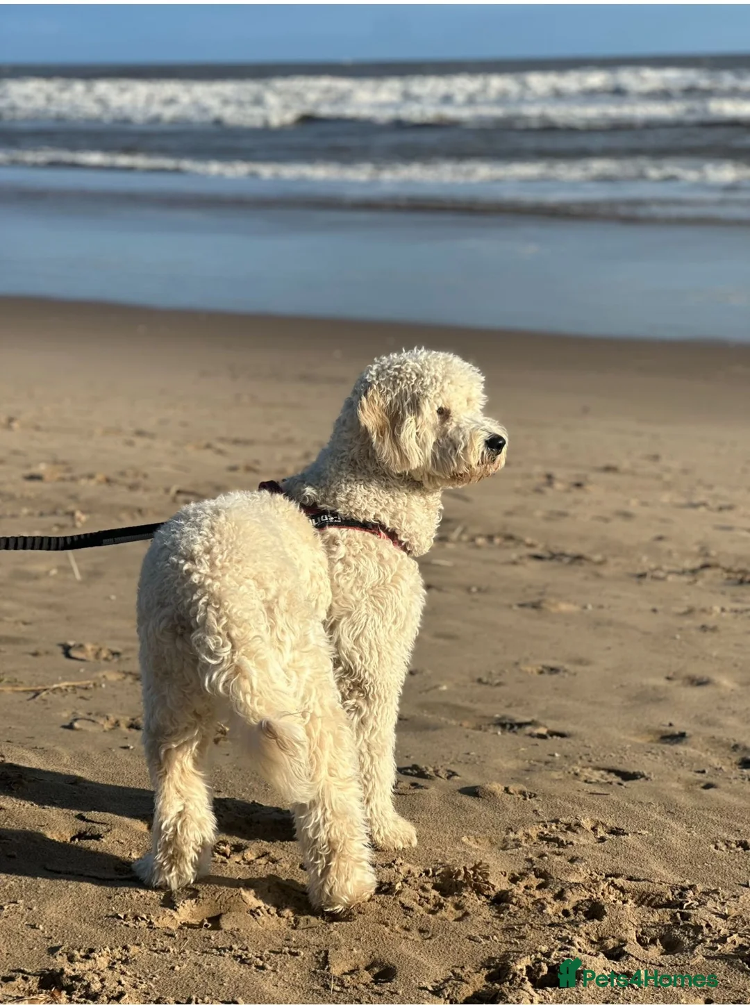 Goldendoodle dogs for sale: Goldendoodles. Extensively health tested parents - Advert 3