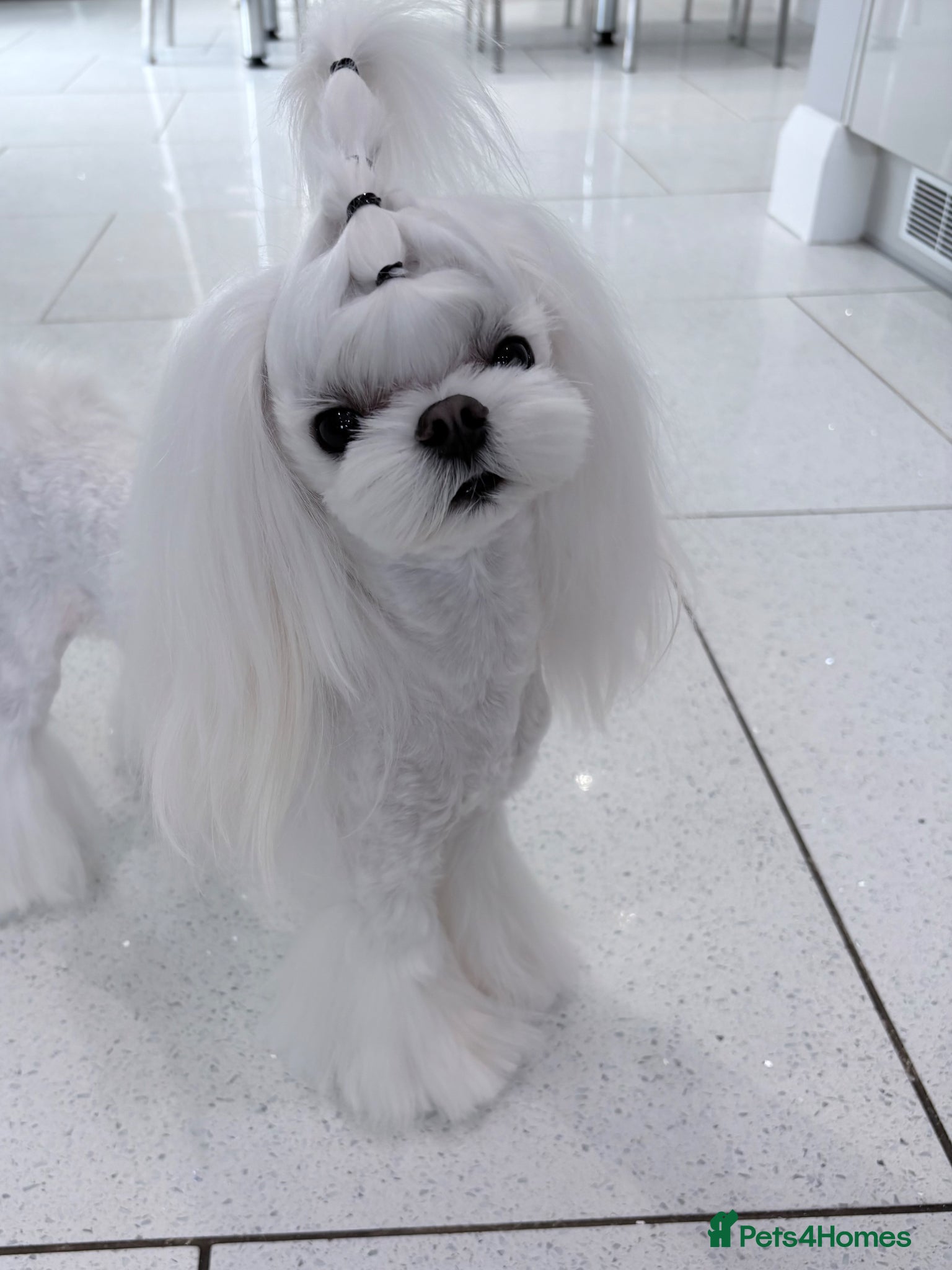 Maltese dogs 🖤KC DNA health tested Tiny Korean Maltese boy🖤  - Advert 11