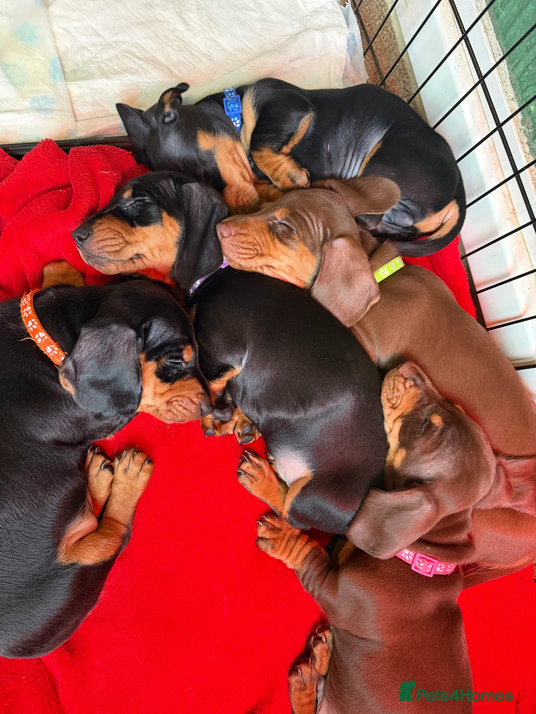 Dachshund dogs for sale: 4 beautiful boys  - Advert 1