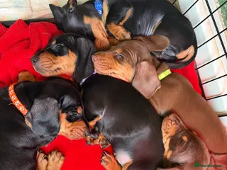 Dachshund dogs 4 beautiful boys - Advert 3