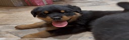 Rottweiler dogs for sale: 2 Big chuncky female Rottweiler puppies - Advert 2
