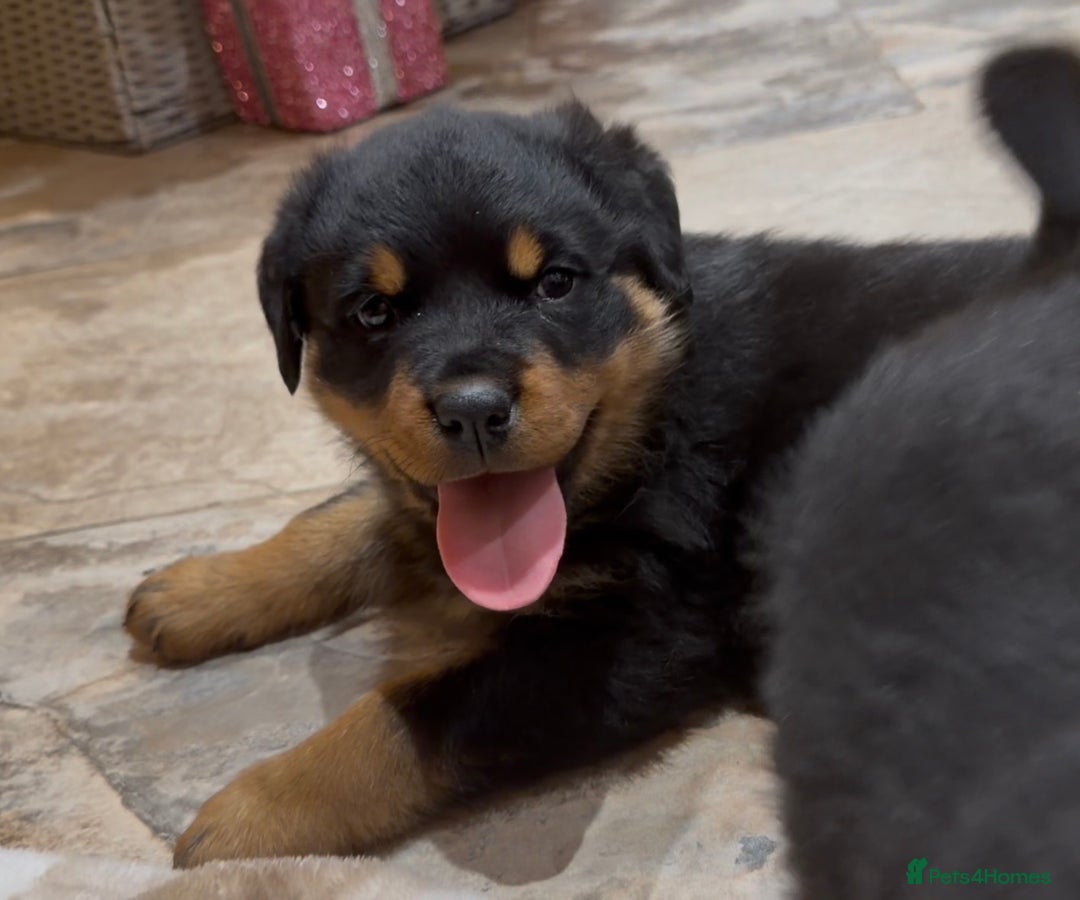 Rottweiler dogs for sale: 2 Big chuncky female Rottweiler puppies - Advert 2