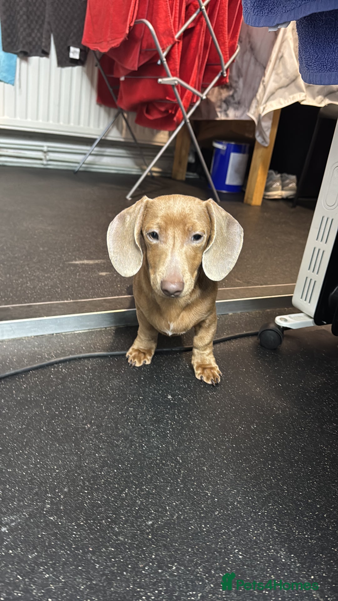 Dachshund dogs for sale: Dachshund  - Advert 3