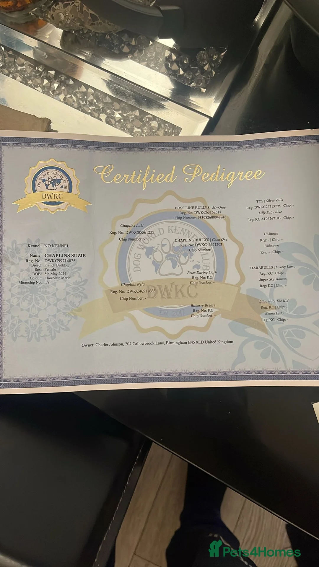 French Bulldog dogs for sale: Chocolate Merle French Bulldog PEDIGREE REGISTERED - Advert 6