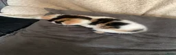 Mixed Breed cats for sale: calico female cat  - Advert 2