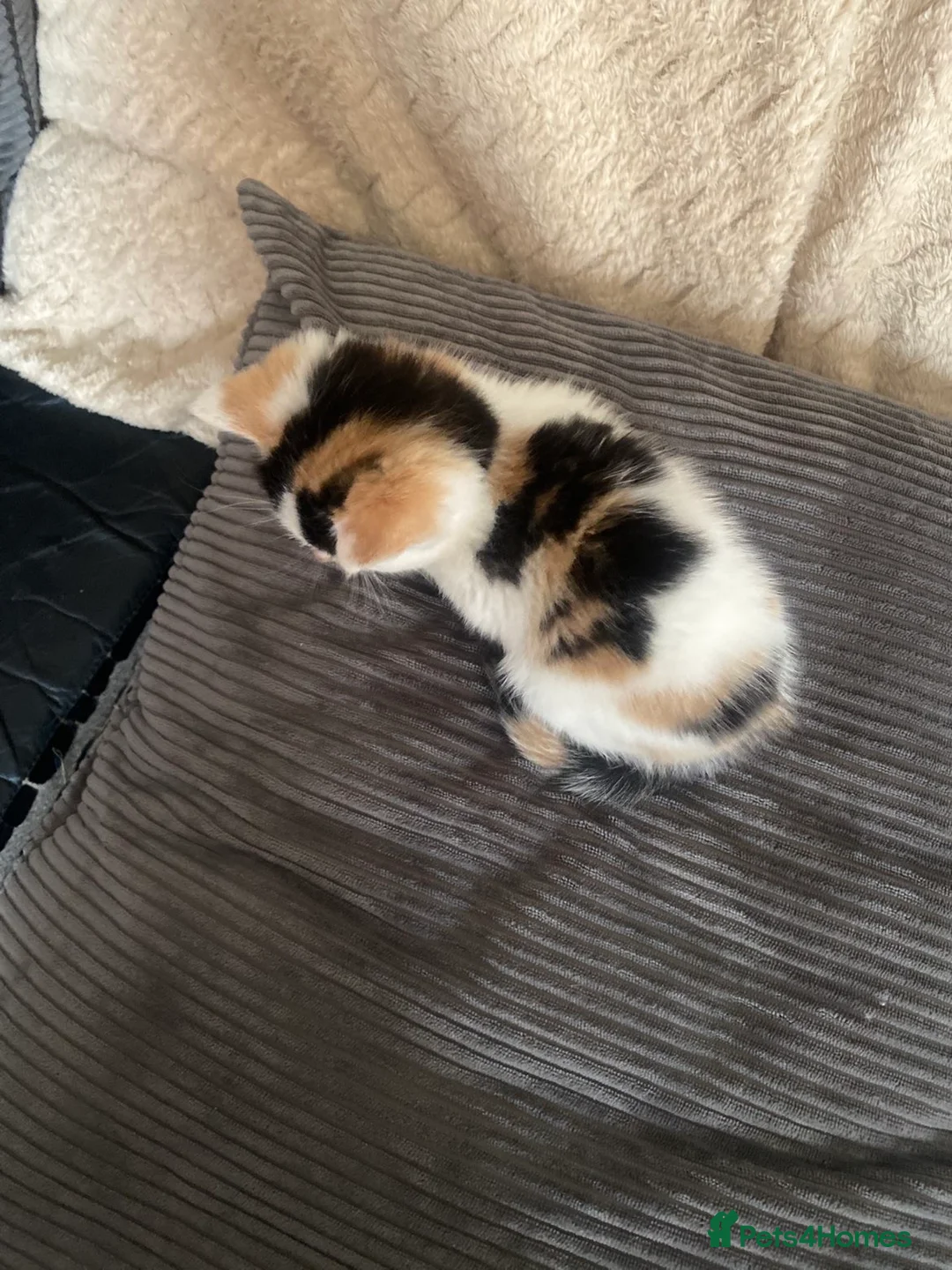 Mixed Breed cats for sale: calico female cat  - Advert 2