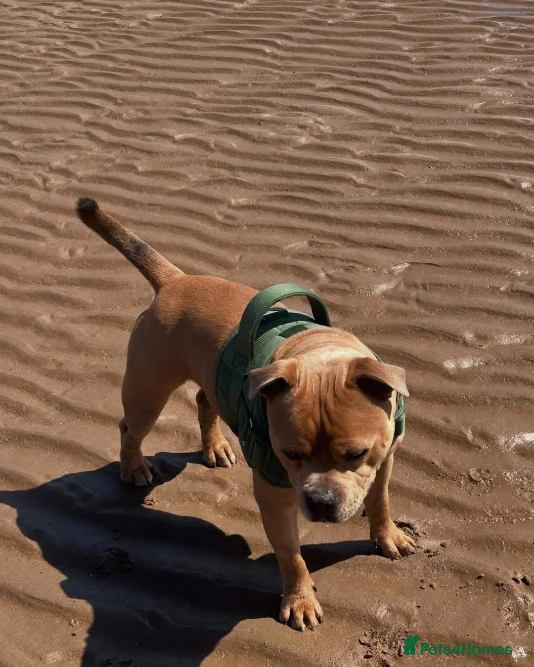 Staffordshire Bull Terrier dogs for sale: Staffordshire bull terrier puppies  - Advert 25