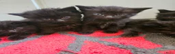 Maine Coon cats for sale: Beautiful black fluffy kittens - Advert 3