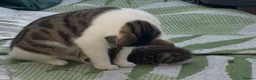 British Shorthair cats for sale: Eight week old, beautiful girl Kitten - Advert 1