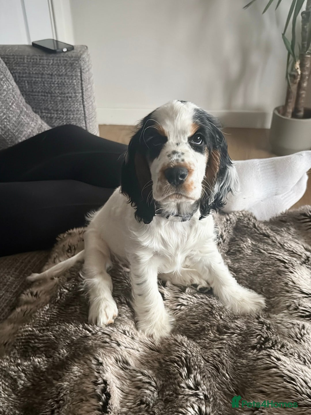 Cocker Spaniel dogs for sale: ✨Ready Now✨KC Reg Show Cocker Spaniel - Image 3