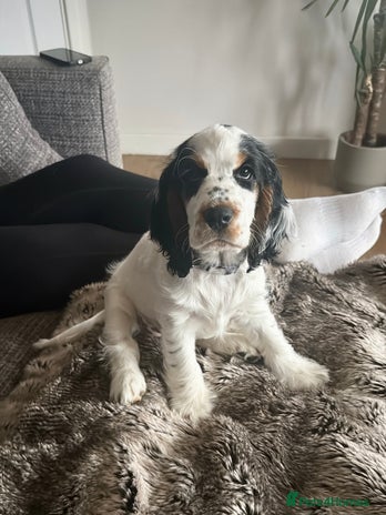 Cocker Spaniel dogs - Advert 1