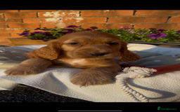 Cocker Spaniel dogs for sale: 🌟Gorgeous 100% show type cocker spaniel puppies🌟 - Image 7