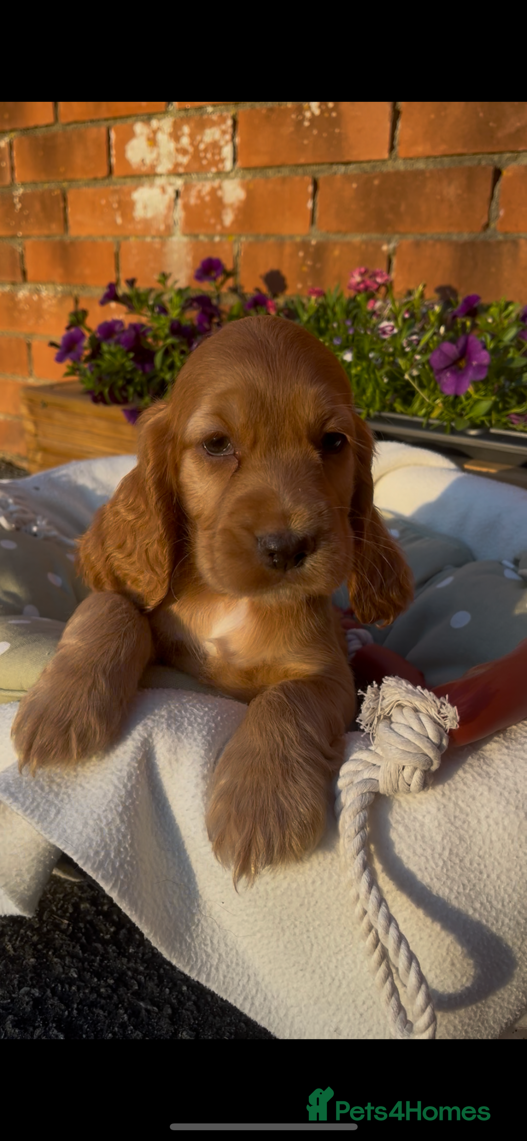 Cocker Spaniel dogs for sale: 🌟Gorgeous 100% show type cocker spaniel puppies🌟 - Image 7