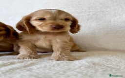 Cocker Spaniel dogs for sale: Show cockers kc registered simbawood lines - Image 12
