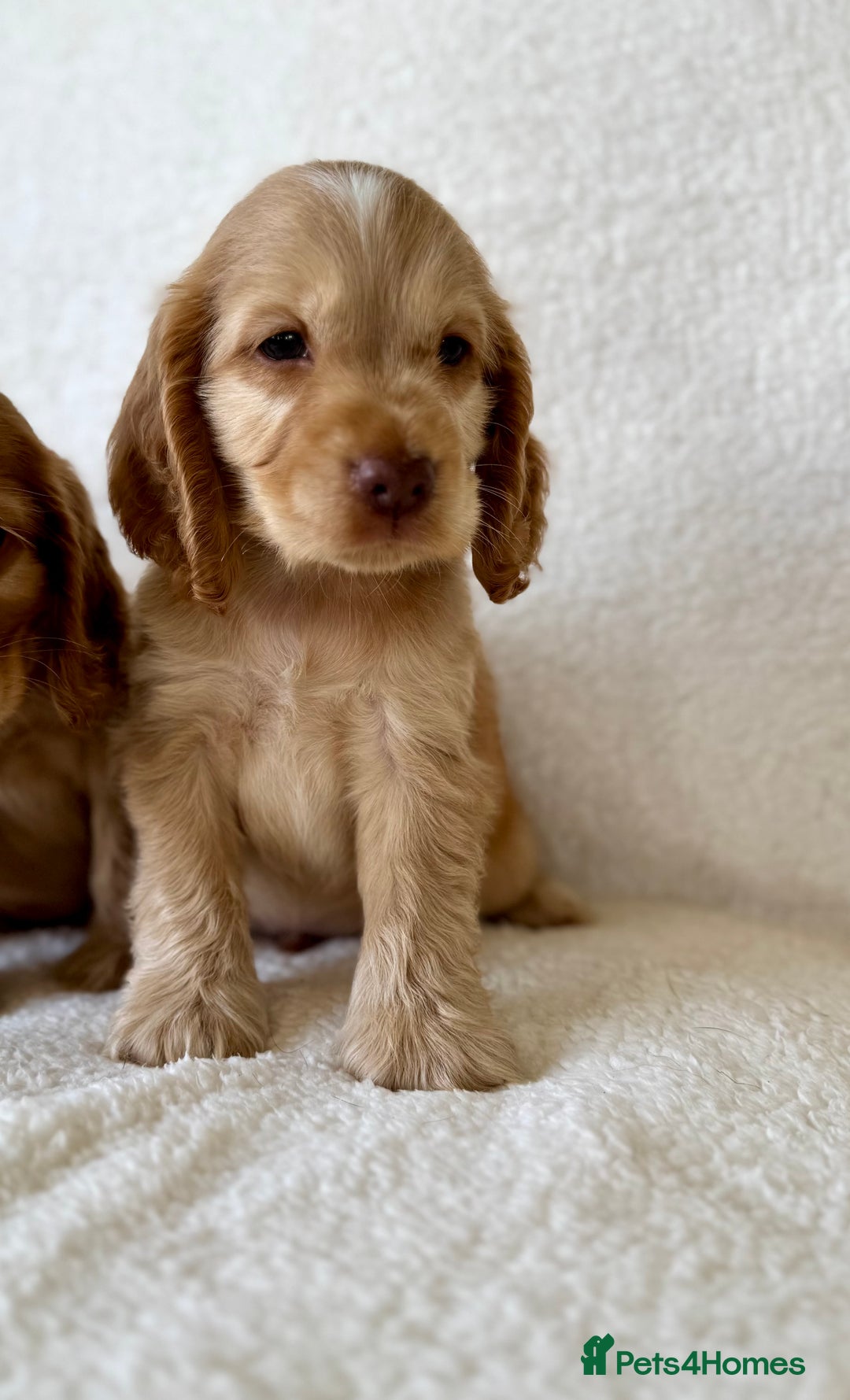 Cocker Spaniel dogs for sale: Show cockers kc registered simbawood lines - Image 12