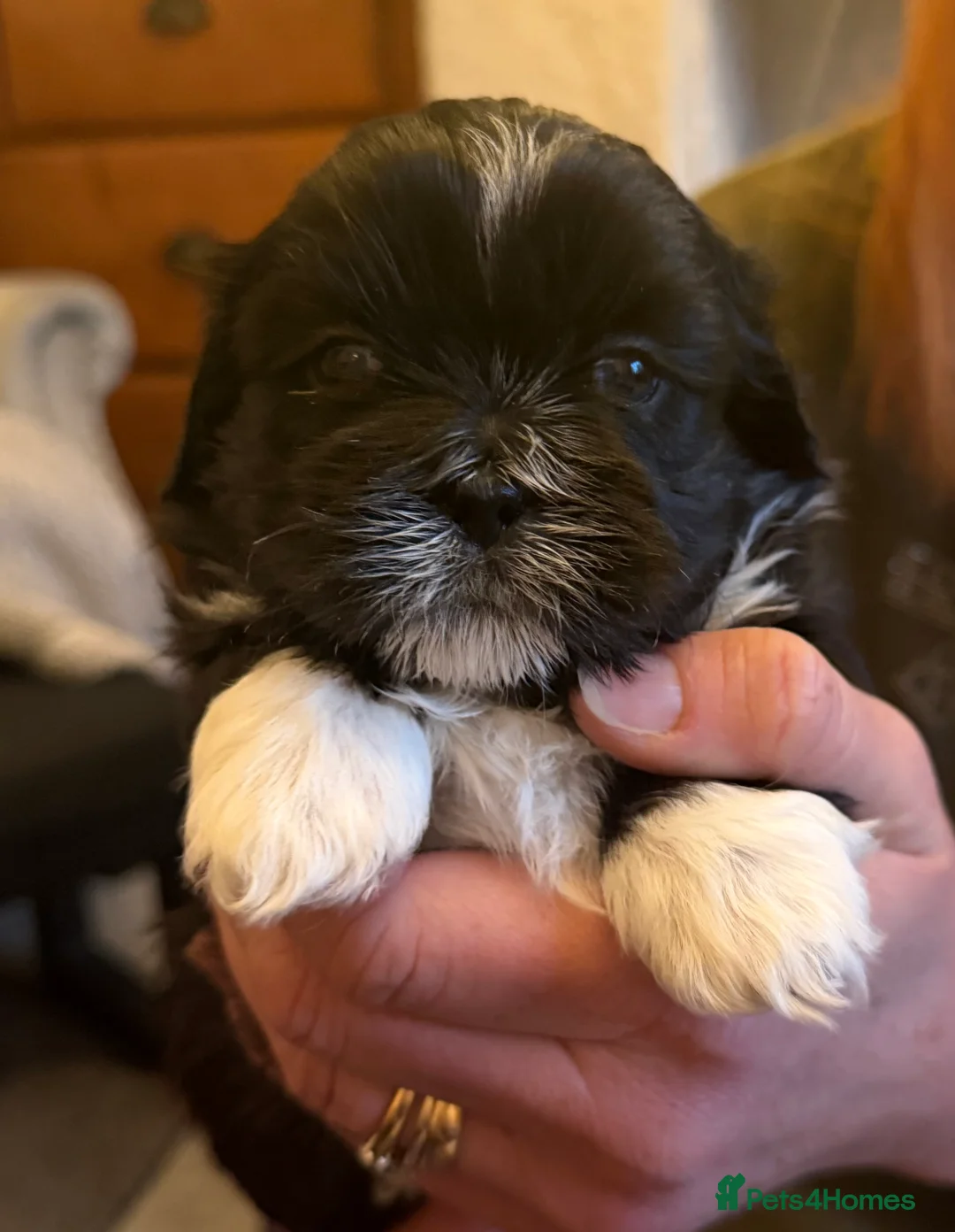 Shih Tzu dogs for sale: Beautiful Shih Tzu’s - STUNNING pure breds - Advert 9