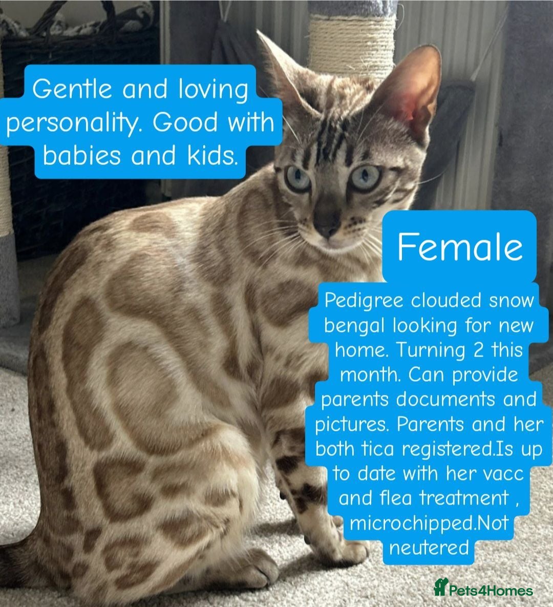 Bengal cats Snow clouded bengal - Advert 3