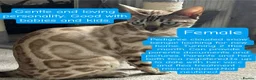 Bengal cats for sale: Snow clouded bengal - Advert 1
