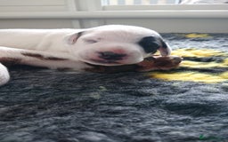 Dalmatian dogs for sale: Looking for 5* homes   - Image 13