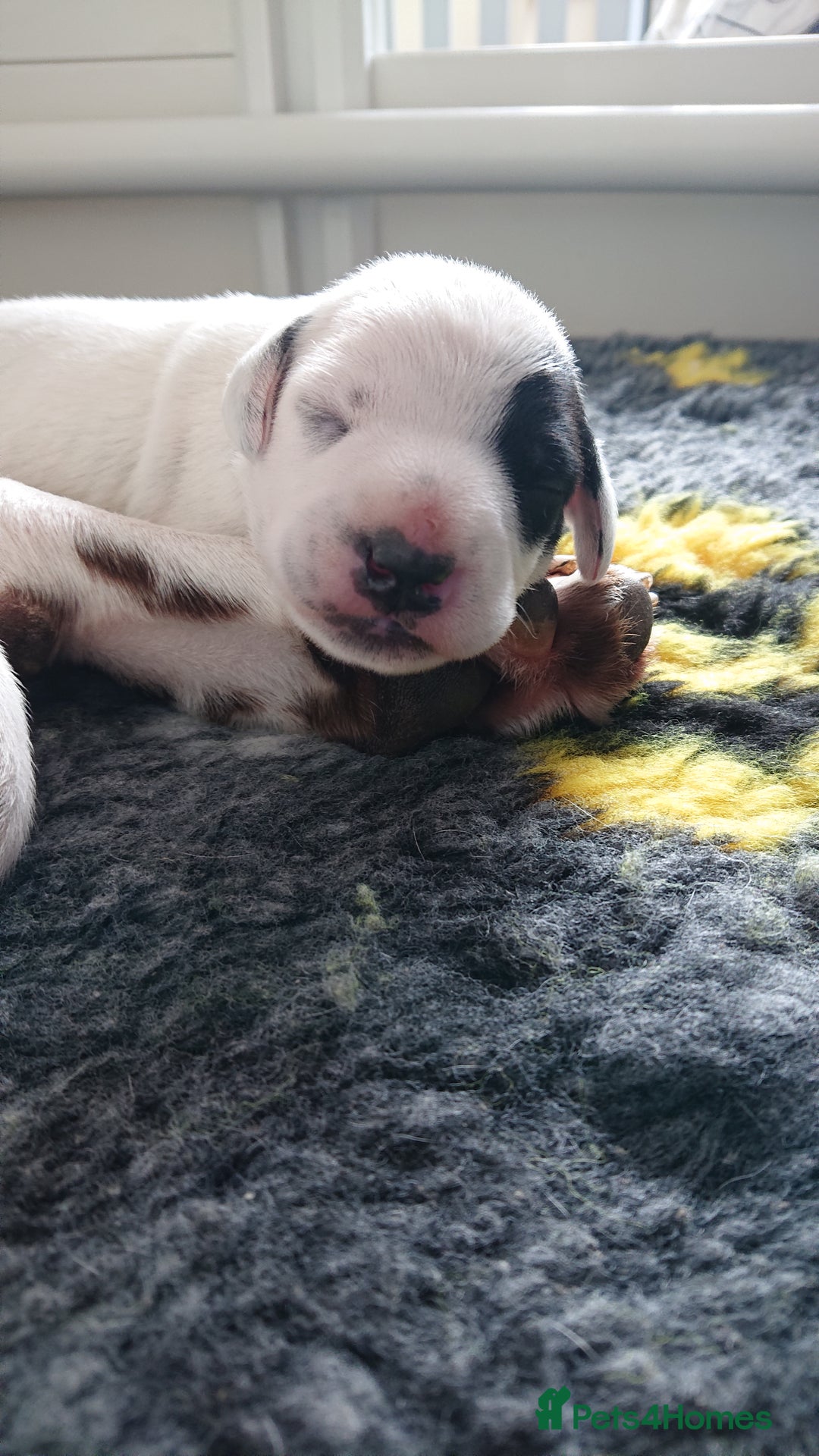 Dalmatian dogs for sale: Looking for 5* homes   - Image 13