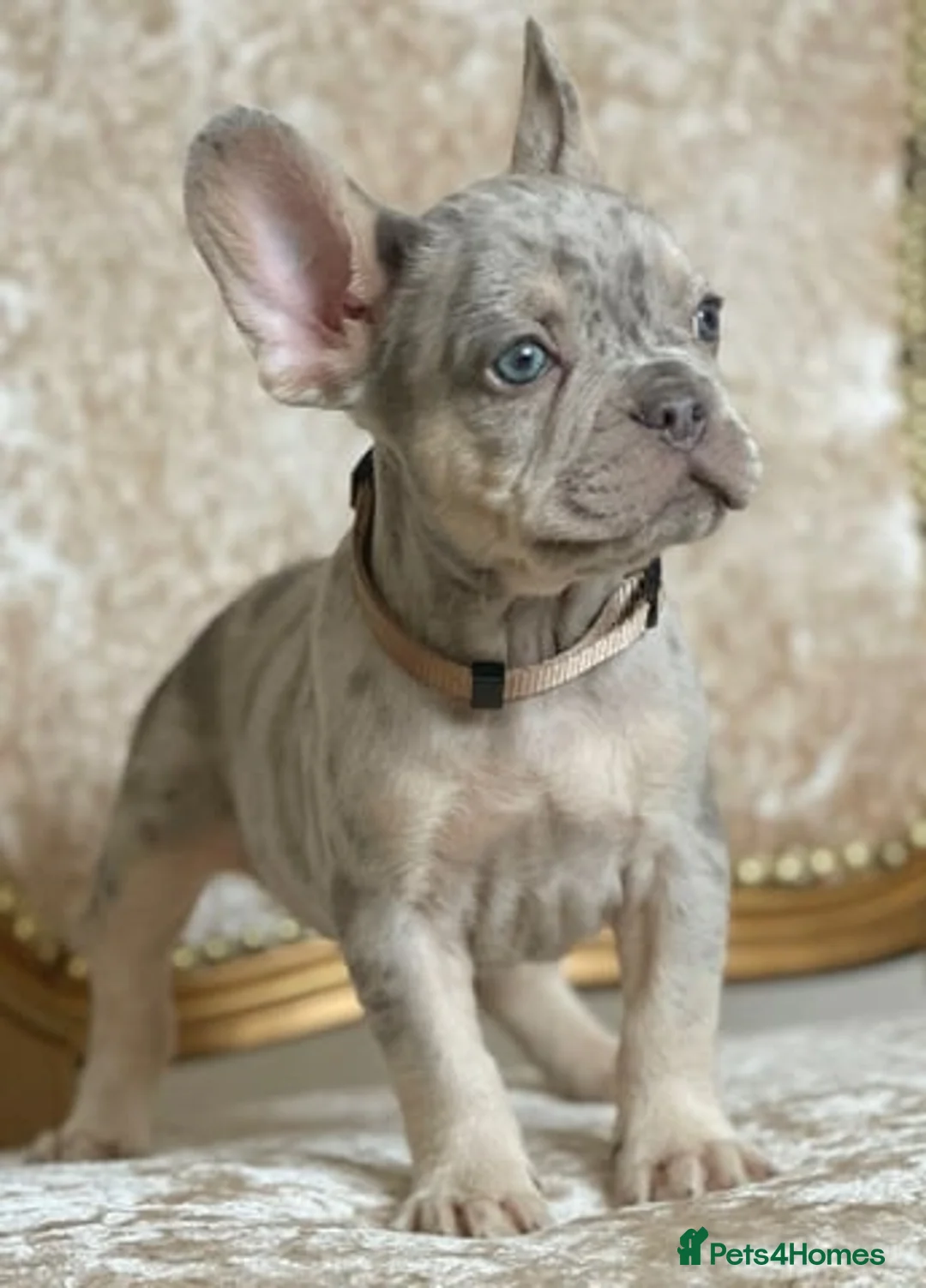 French Bulldog dogs for stud: Merle puppies from cooper - Advert 1