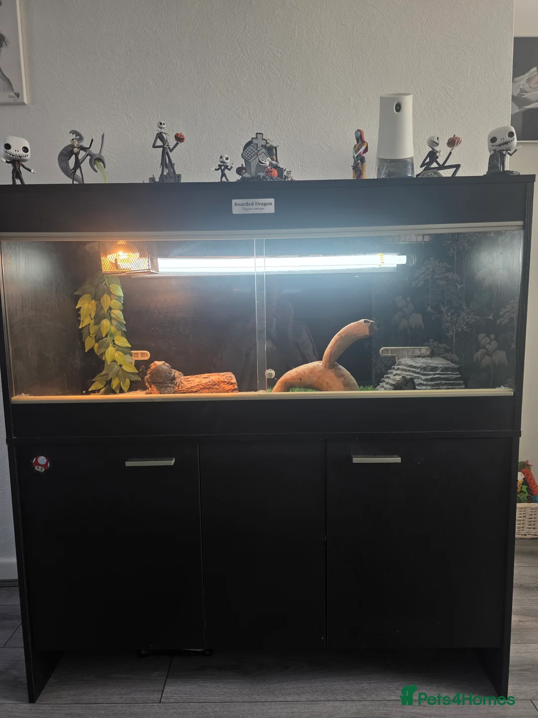 Bearded Dragon reptiles for sale: Looking for a new home for Izzy - Advert 4