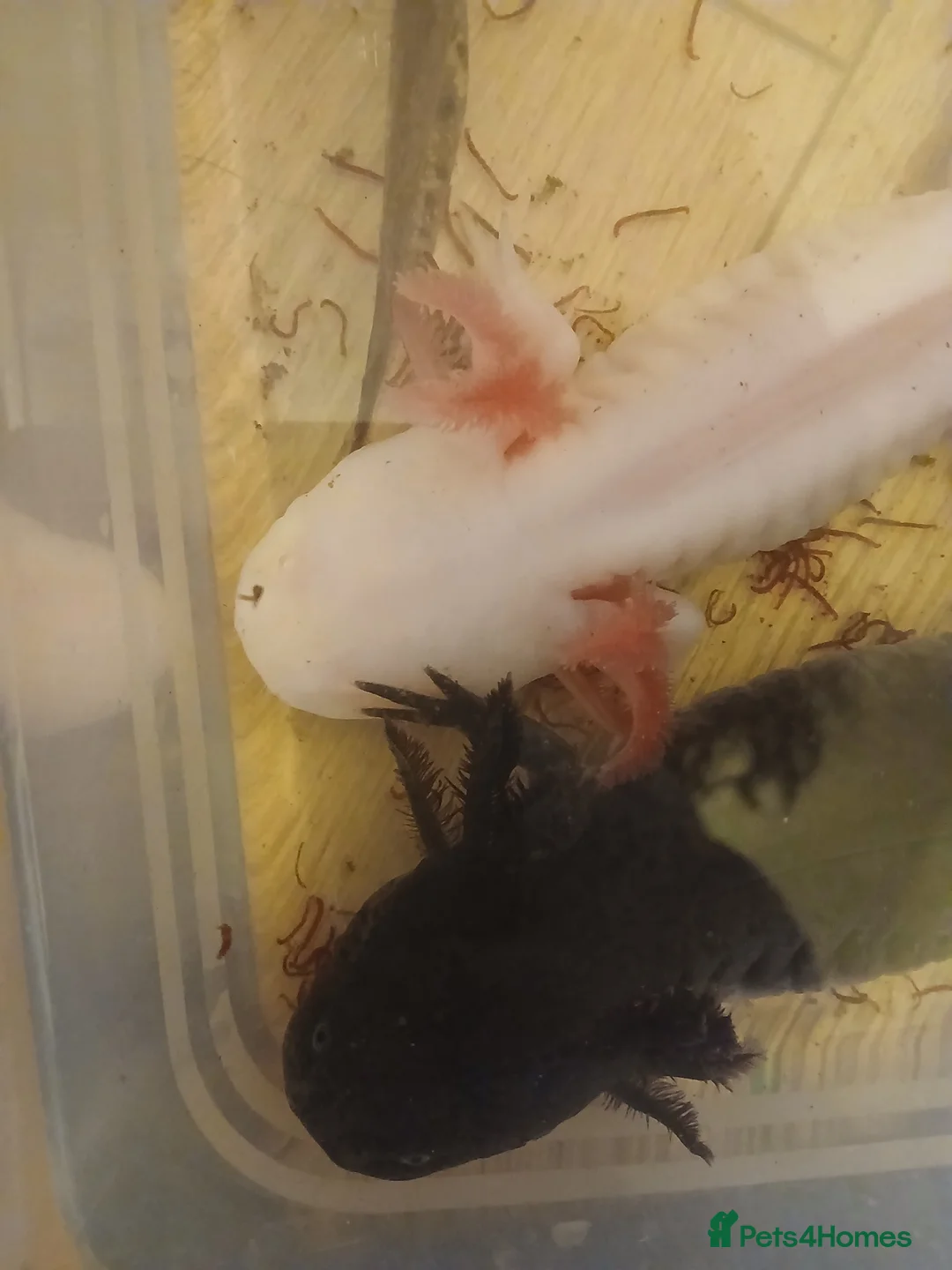 Axolotl reptiles for sale: Axolotl babies. Started hatching 7 April. - Advert 3