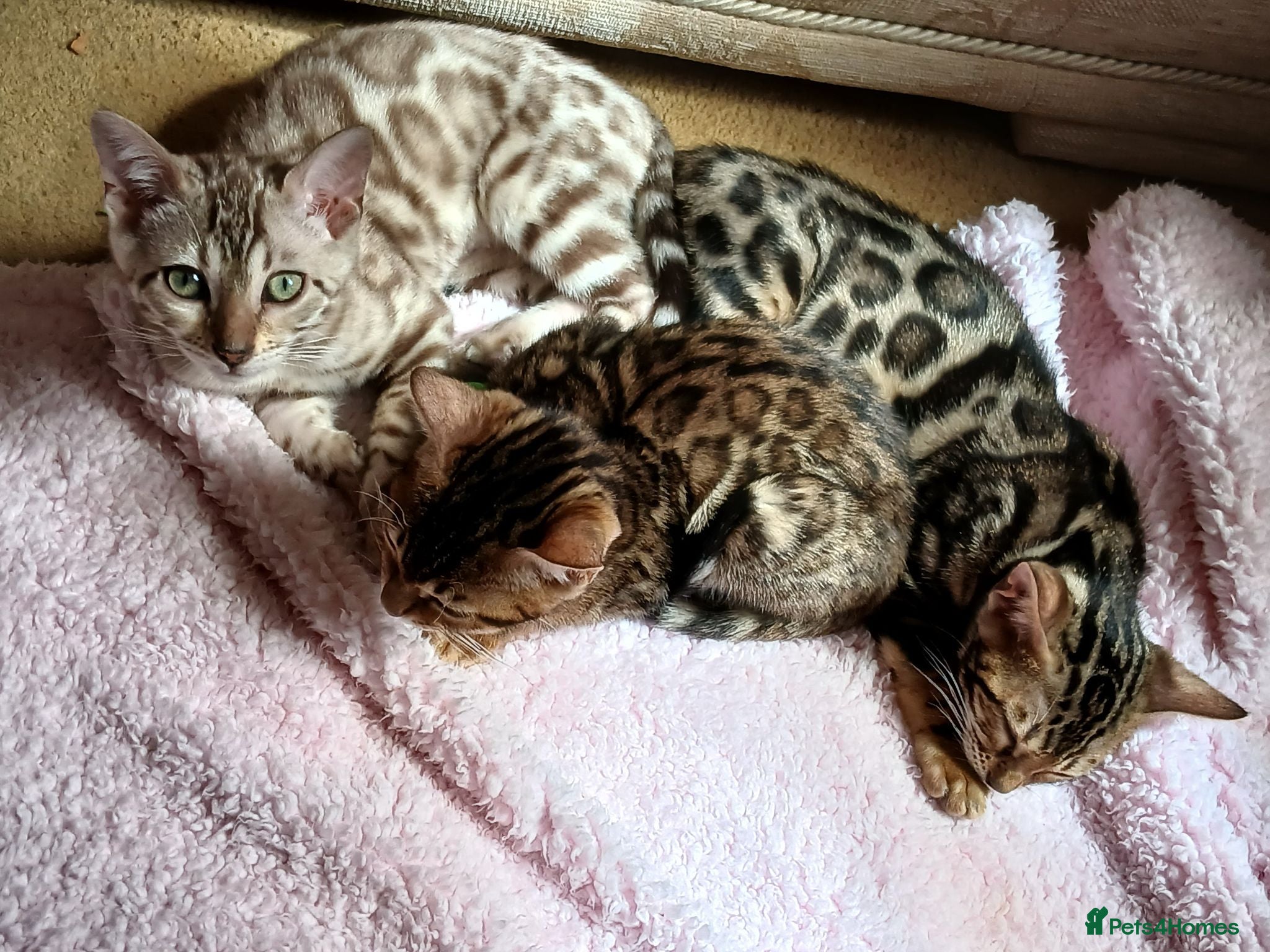 Bengal cats Family raised TICA Bengal kittens READY NOW - Advert 2