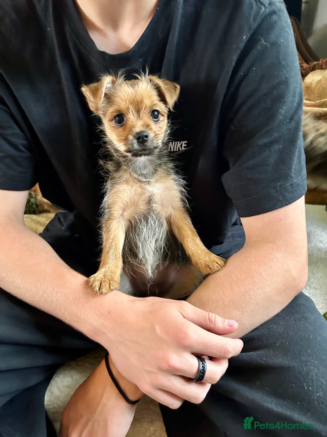 Mixed Breed dogs for sale: Healthy happy puppies Pomeranian Yorkshire Terrier - Image 4