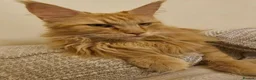 Maine Coon cats for sale: Red female Maine coon  - Advert 6