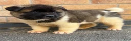 Akita dogs for sale: KC REGISTERED AKITA BEARS.  - Advert 9