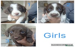 Sprocker dogs for sale: Beautiful litter of sprocker puppies - Image 4