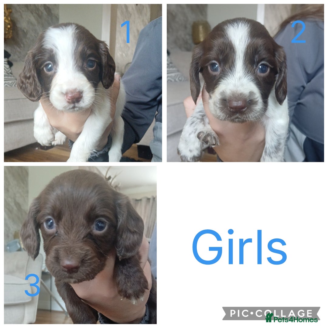 Sprocker dogs for sale: Beautiful litter of sprocker puppies - Image 4