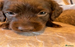 Labradoodle dogs for sale: Rare mini labradoodles variety of colours! - Image 22