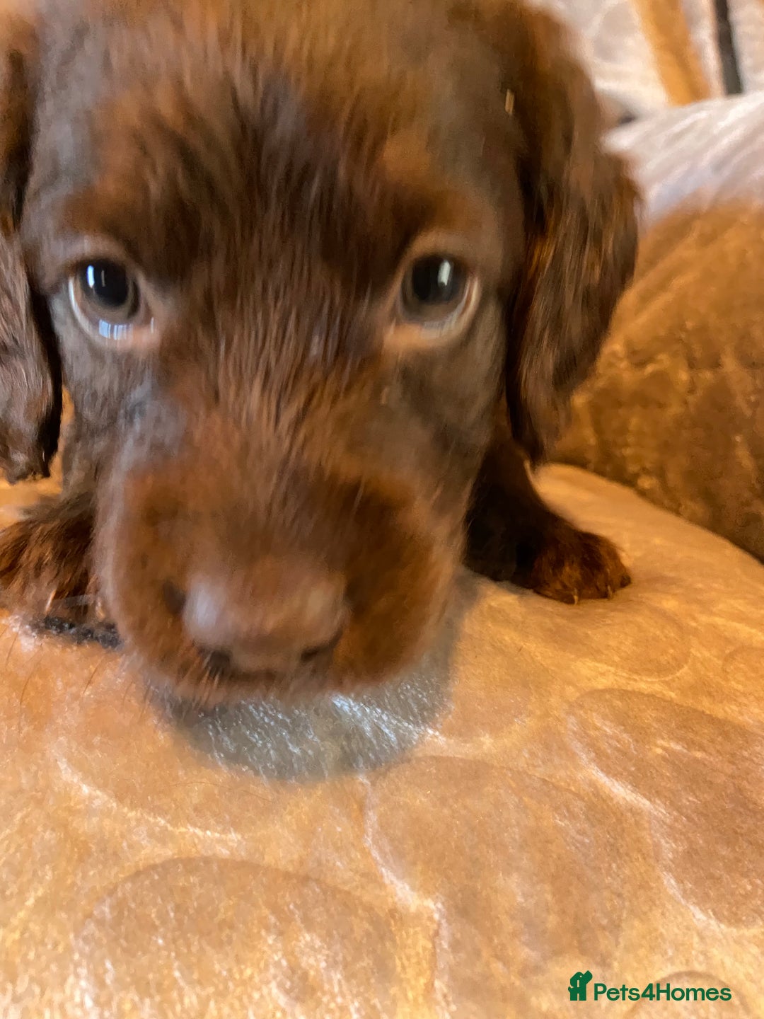 Labradoodle dogs for sale: Rare mini labradoodles variety of colours! - Image 22