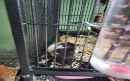 Rat rodents for sale: 4 rats, cage and all accessories  - Image 3