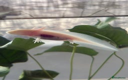 Axolotl reptiles for sale: 5 months old juvenile pink axolotls £30 in Welling - Image 12