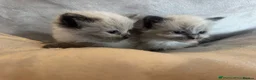 Ragdoll cats for sale: Stunning ragdoll kittens - Advert 6